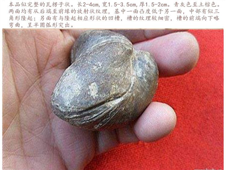 寄生1.jpg