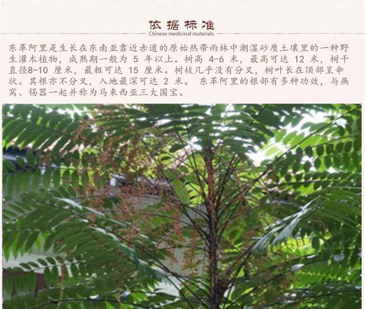 东革阿里3.jpg