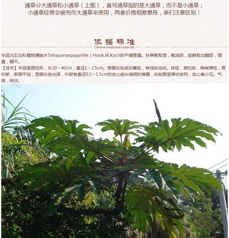 小通草8.jpg