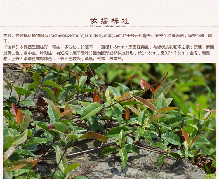 络石藤4.jpg