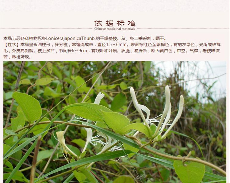 忍冬藤5.jpg