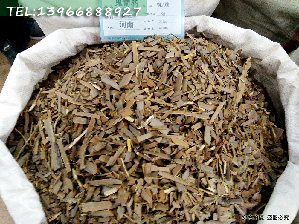 鬼箭羽 河 南货100.jpg