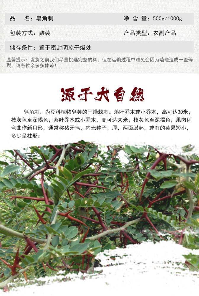 皂角刺3.jpg