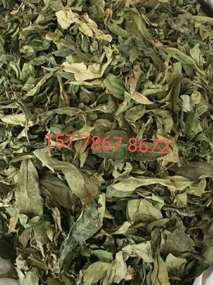 龙利叶.jpg