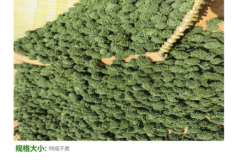 两年生三七花无柄小选货6.jpg