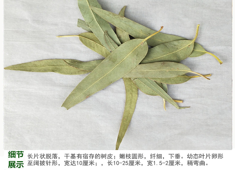 桉树叶4.jpg