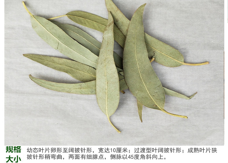 桉树叶5.jpg