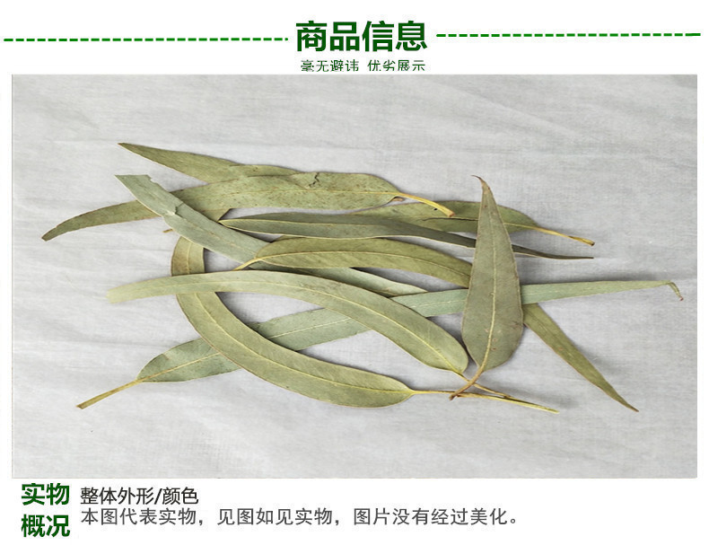 桉树叶3.jpg
