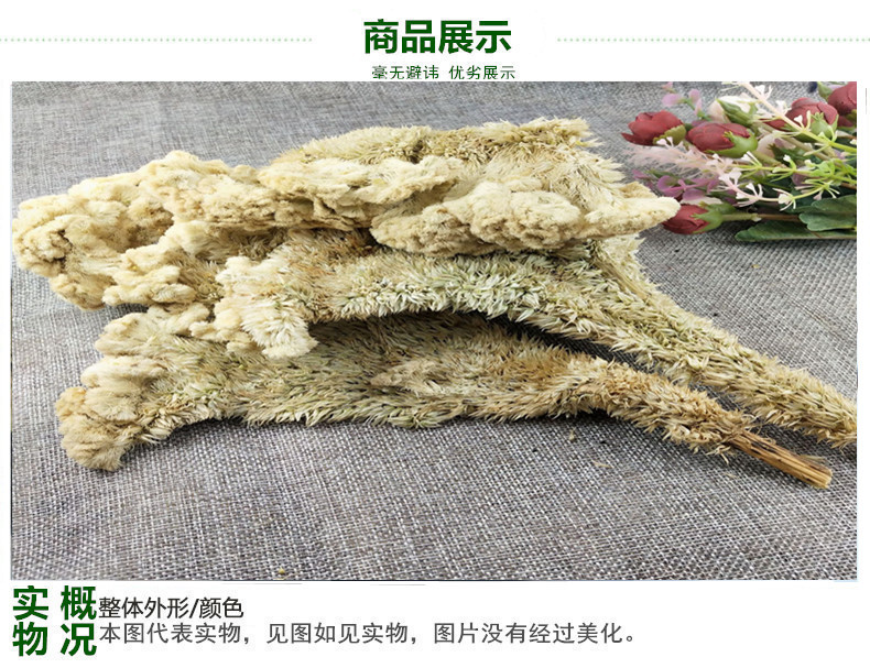 鸡冠花3.jpg