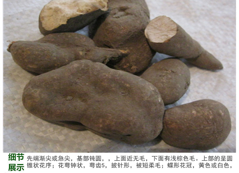 三叶青4.jpg