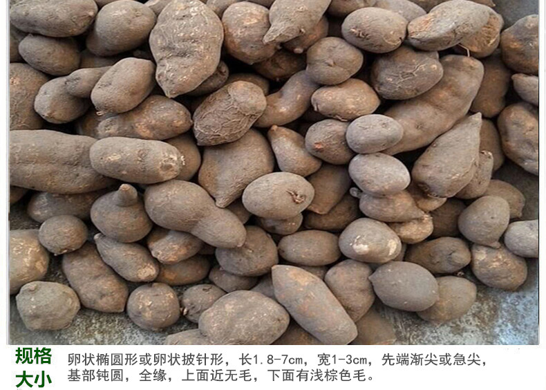 三叶青5_副本.jpg