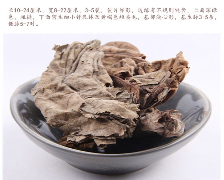 无花果叶5.jpg