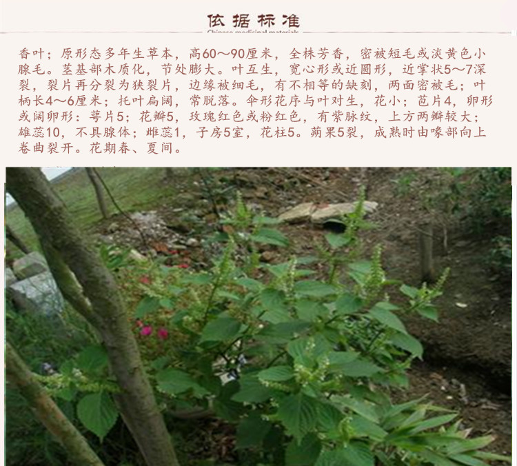 香叶9.jpg