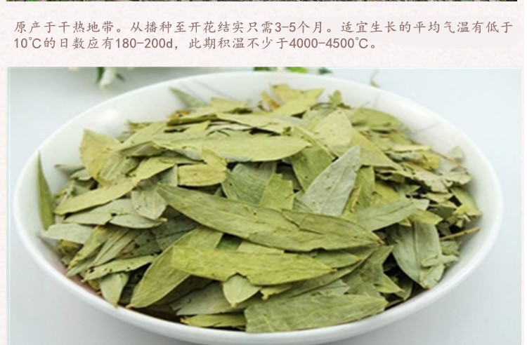 番泻草4.jpg