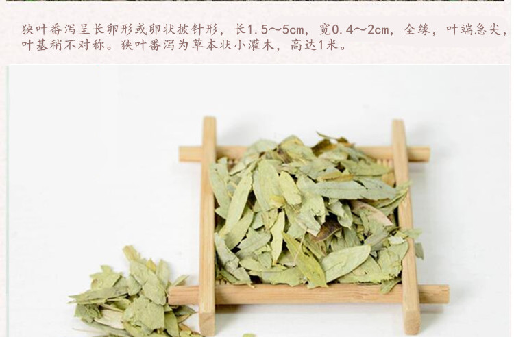 番泻草2.jpg