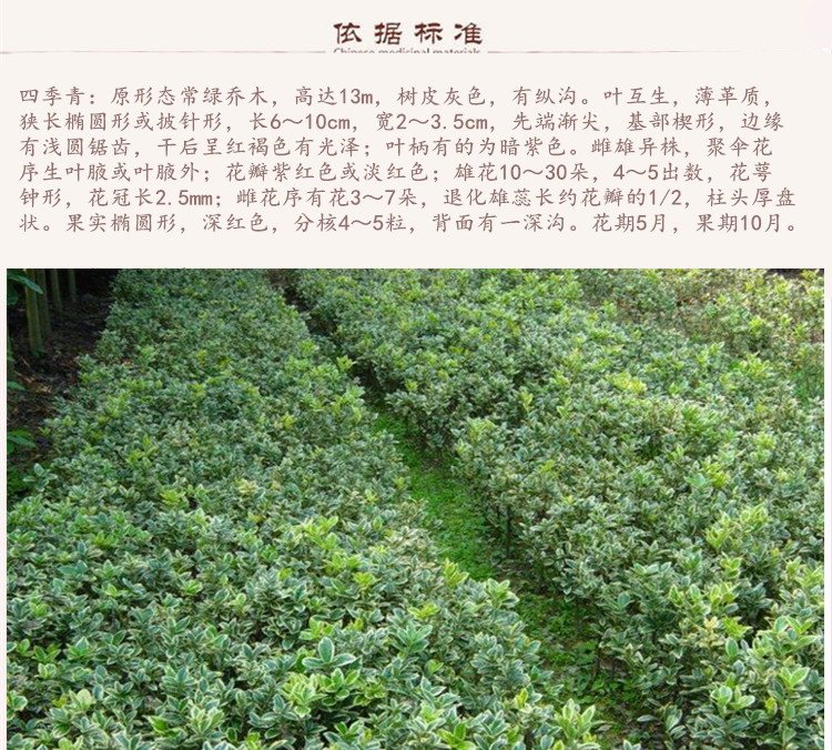 四季青9.jpg