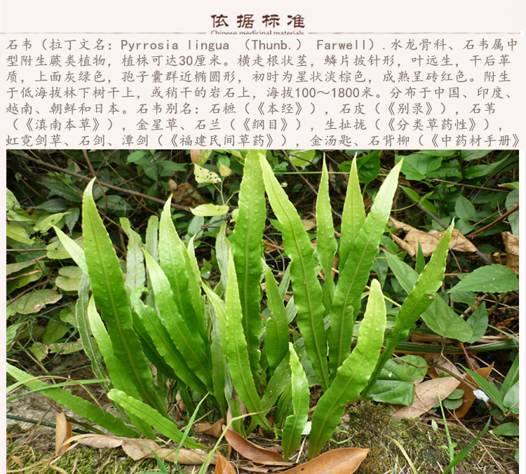 石韦9.jpg