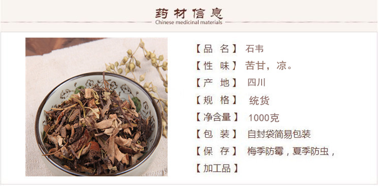 石韦1.jpg