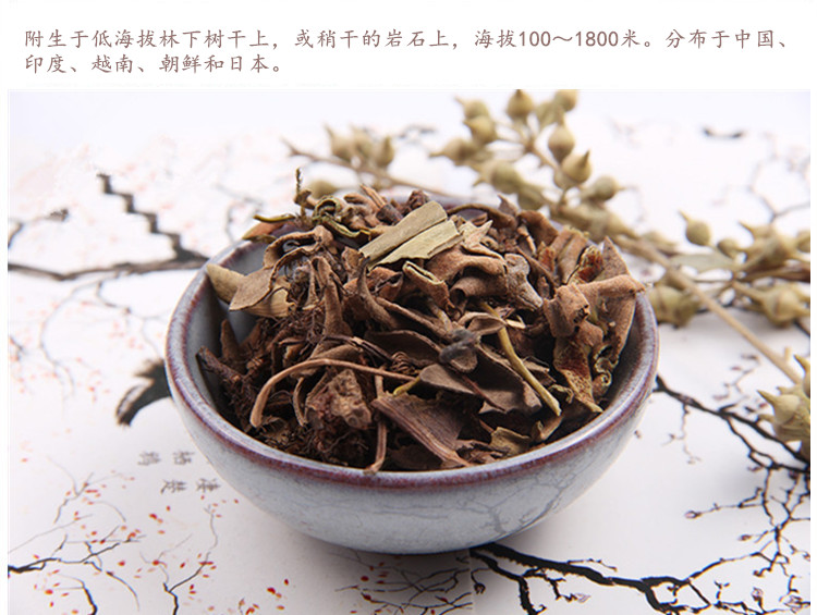 石韦4.jpg