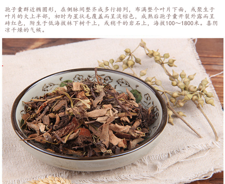 石韦5.jpg