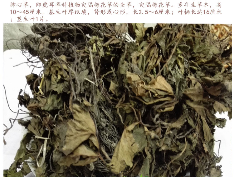 肺心草3.jpg