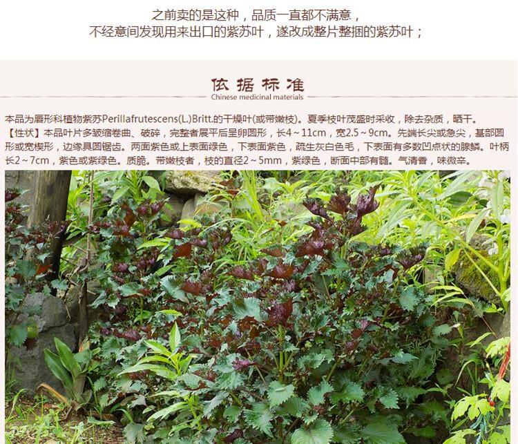 紫苏叶6.jpg