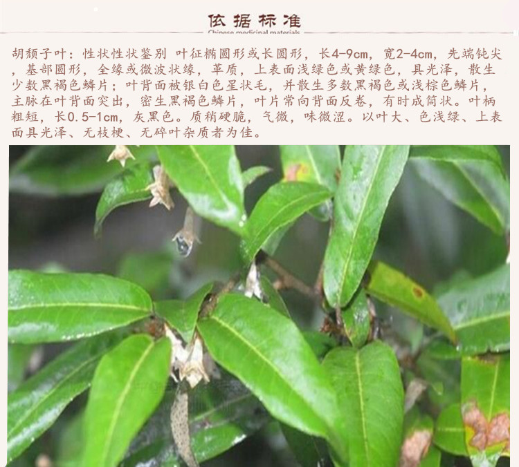 胡秃子叶9.jpg