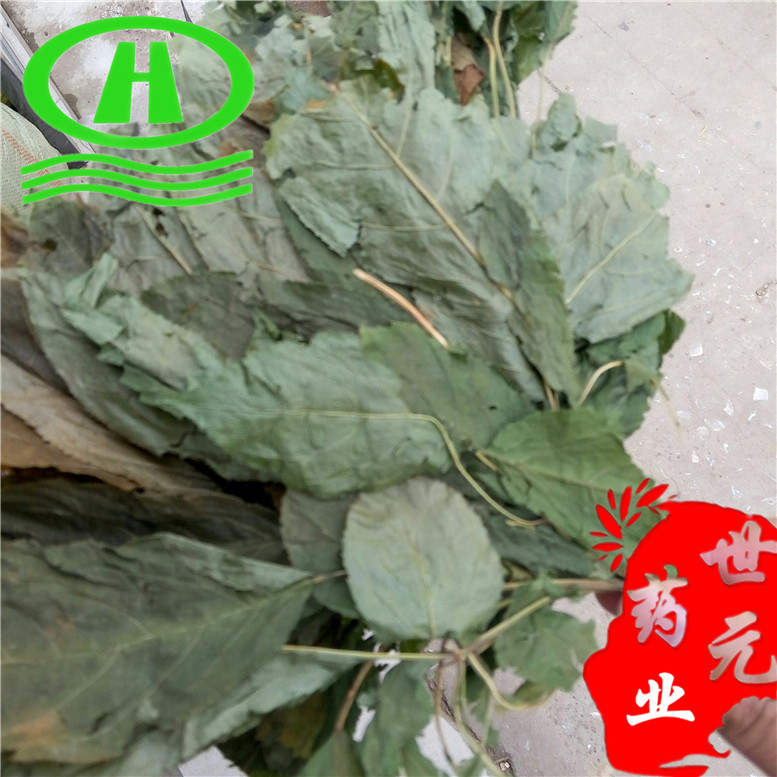 人参叶80奇~01_副本.jpg