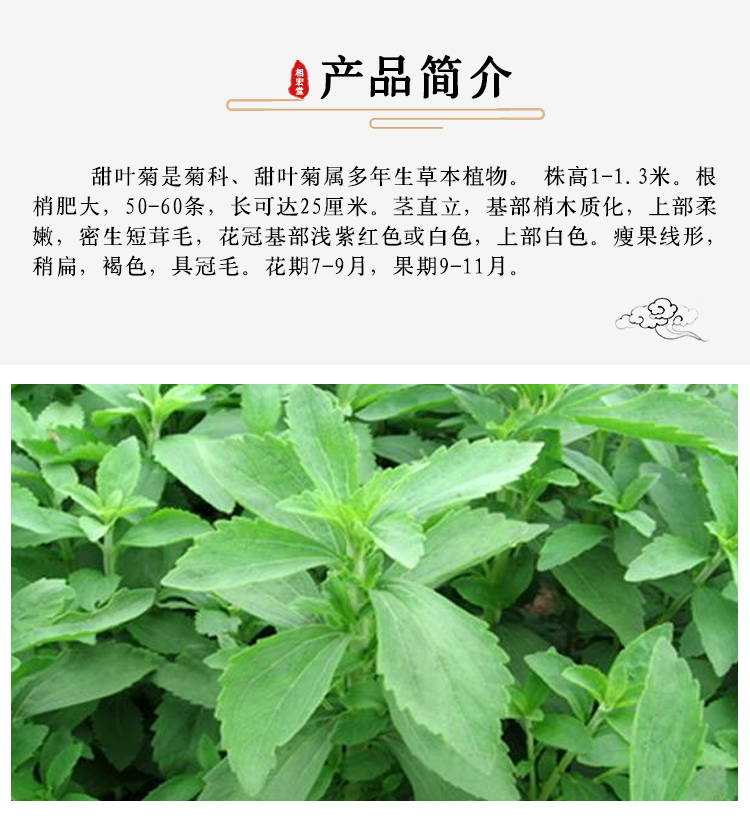 甜叶菊_07.jpg
