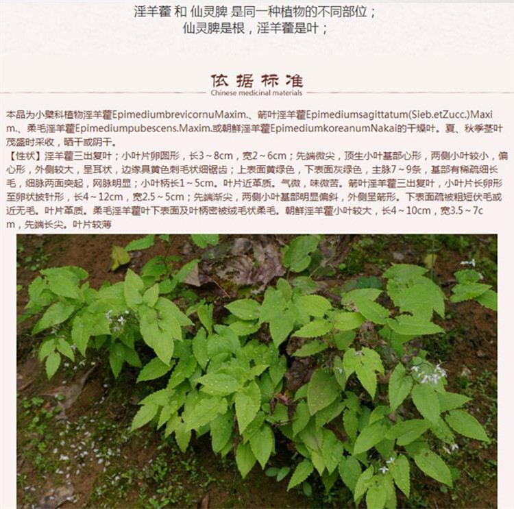 新淫羊藿6.jpg