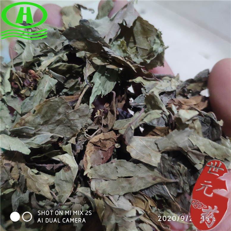 小叶紫珠叶25康~03_副本.jpg