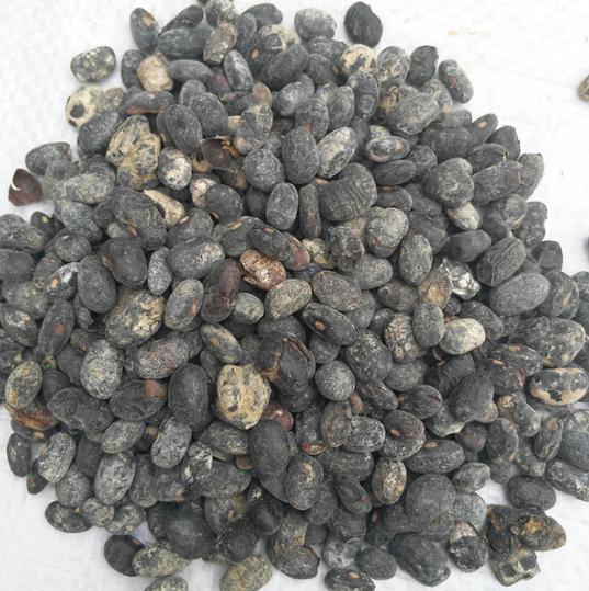 淡豆鼓 (2).jpg