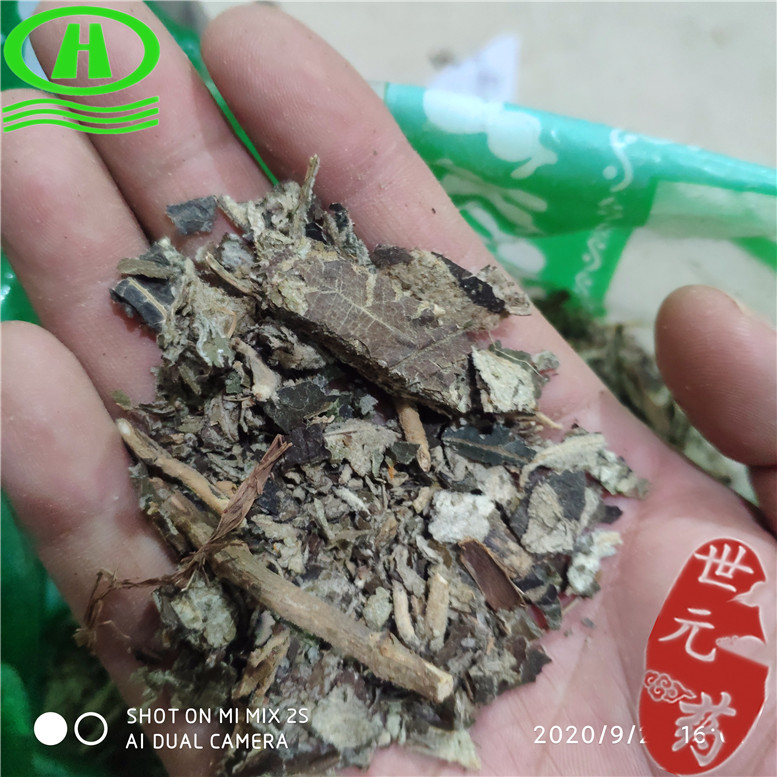 大叶紫珠叶切丝碎10康~21_副本.jpg