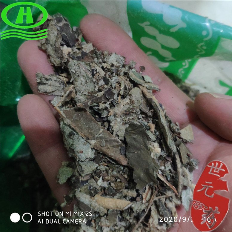 大叶紫珠叶切丝碎10康~15_副本.jpg