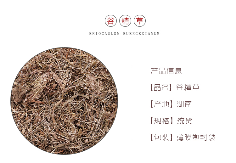 谷精草_01.jpg