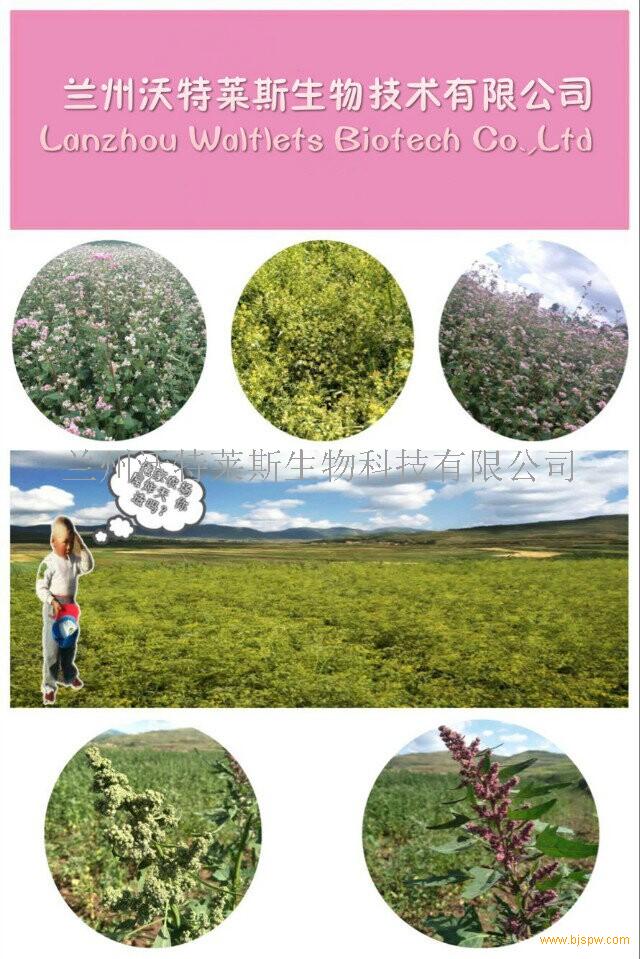 芦荟多糖 1公斤起订 包邮示例图5