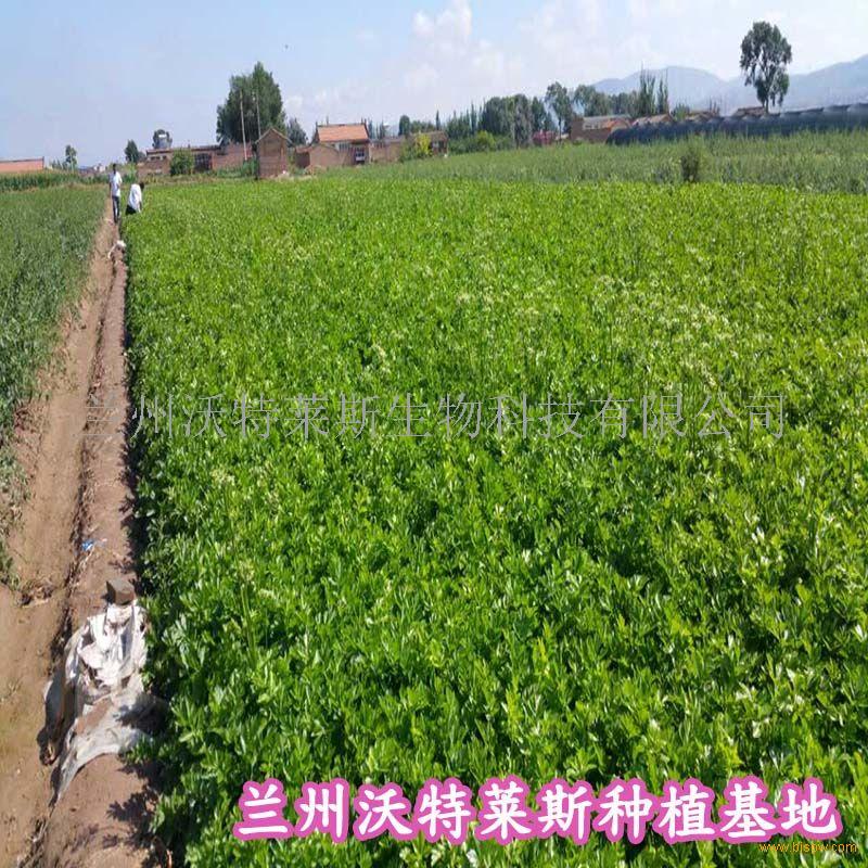 芦荟多糖 1公斤起订 包邮示例图3