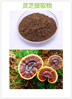 灵芝浸膏粉 灵芝提取物 厂家直销 斯诺特专业生产 现货包邮示例图1