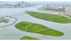 （“厦门实践”调研行）厦门下潭尾红树林的生态修复路：从泥滩到复绿重生